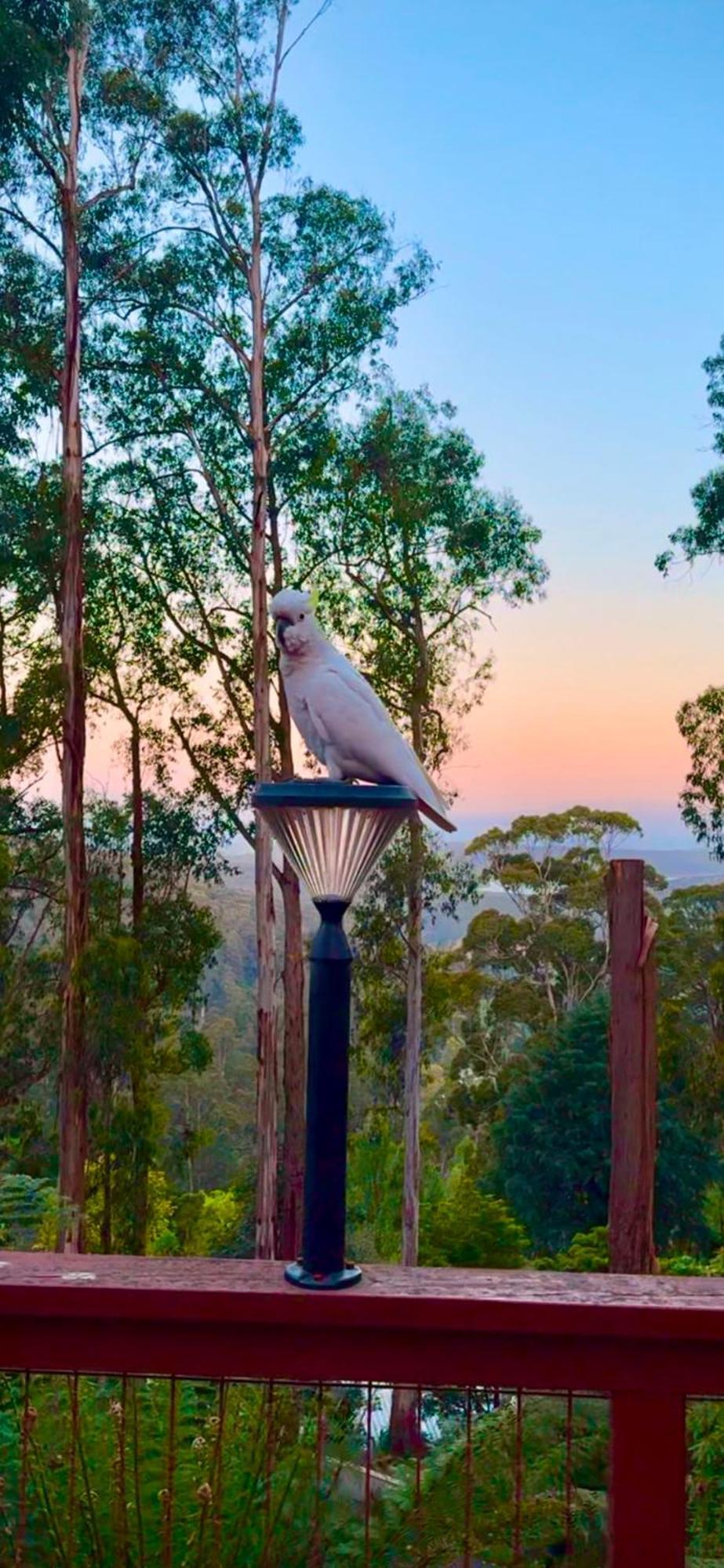 Melbourne Topview Villa In Dandenong Ranges Near Skyhigh Kalorama Bagian luar foto