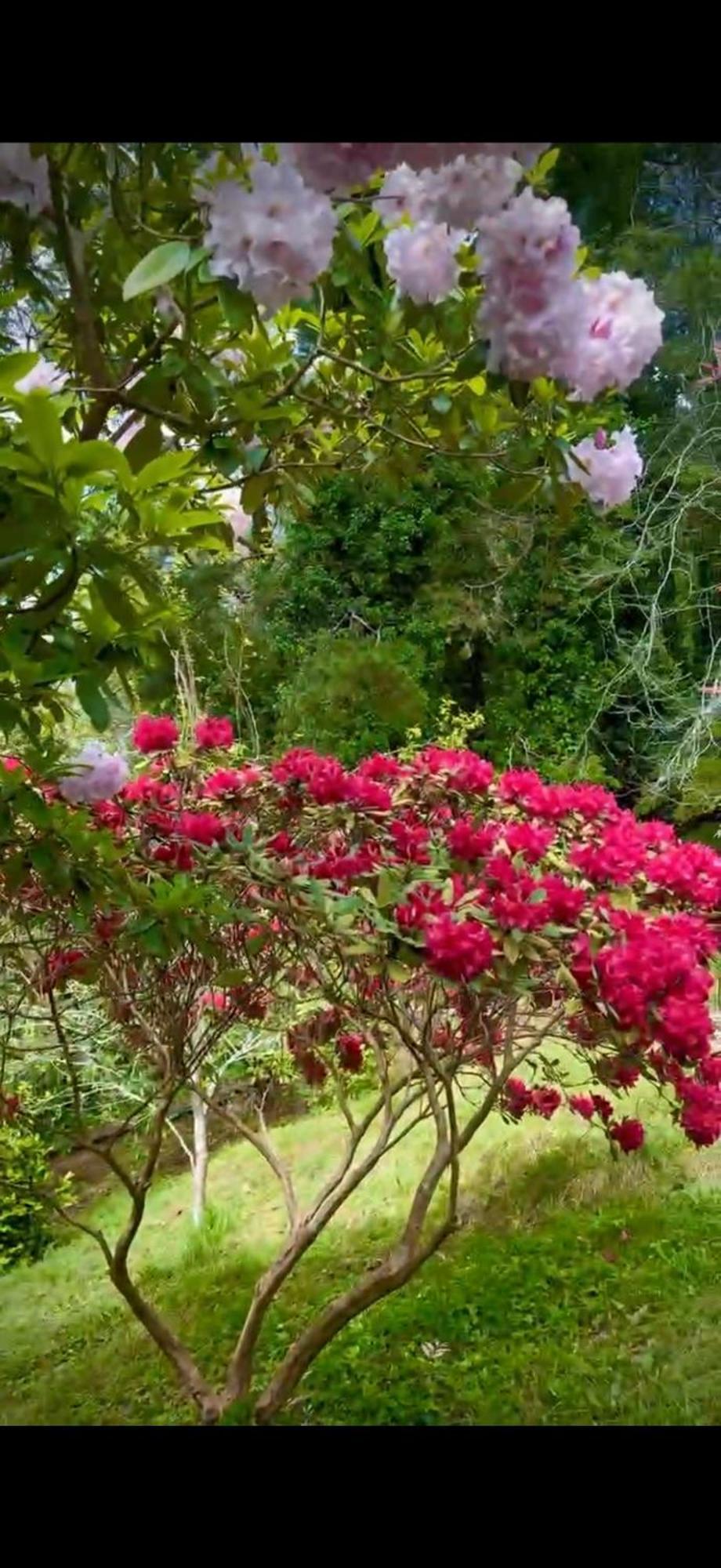 Melbourne Topview Villa In Dandenong Ranges Near Skyhigh Kalorama Bagian luar foto