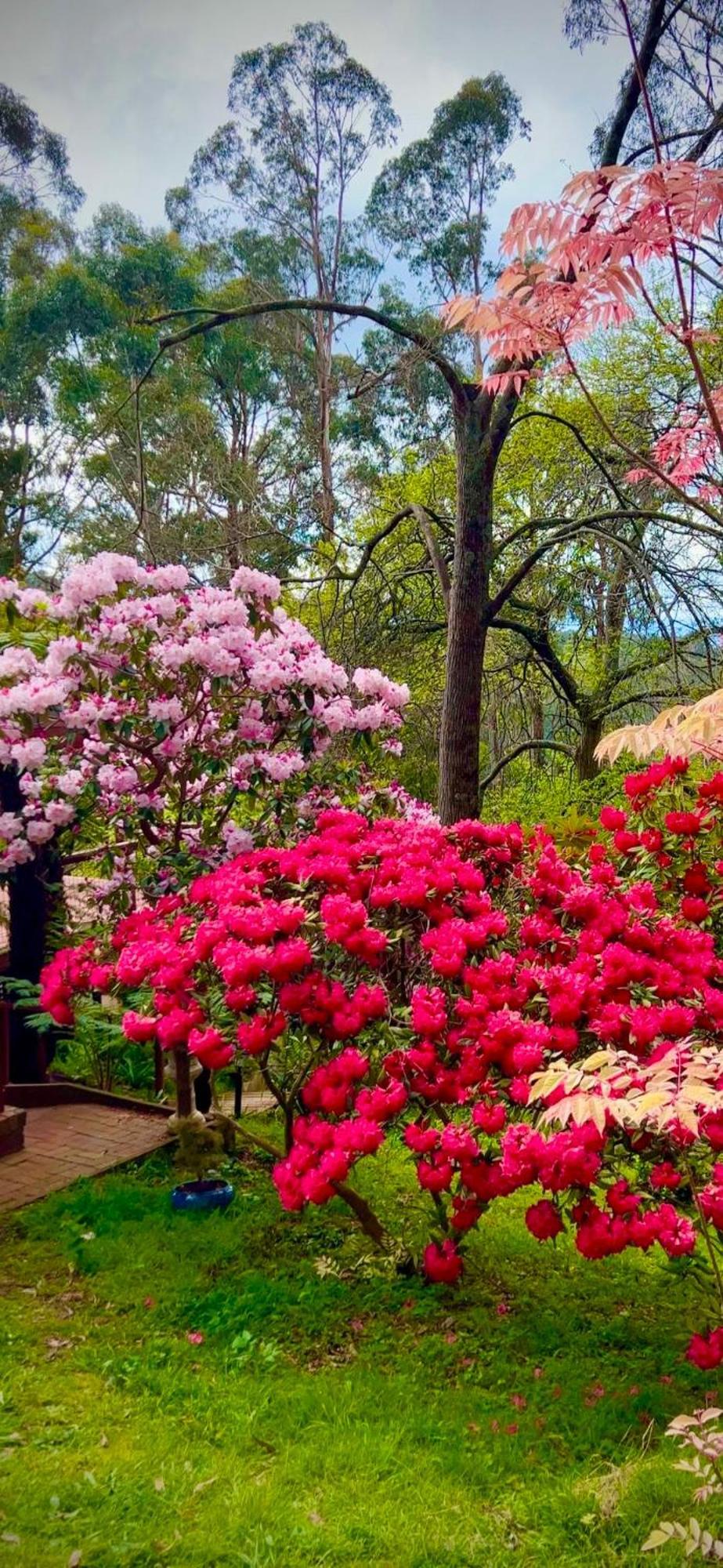 Melbourne Topview Villa In Dandenong Ranges Near Skyhigh Kalorama Bagian luar foto